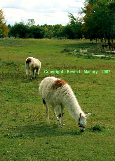 10 - Grazing-Illamas - Glen Tay, Ont 10 - Grazing-Illamas - Glen Tay, Ont