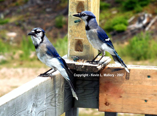 22 - Two Bluejays Waiting For the Maitre D' 22 - Two Bluejays Waiting For the Maitre D'