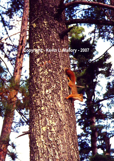19 - The Militant Red Squirrel - Your Nuts Or Your Life! 19 - The Militant Red Squirrel - Your Nuts Or Your Life!