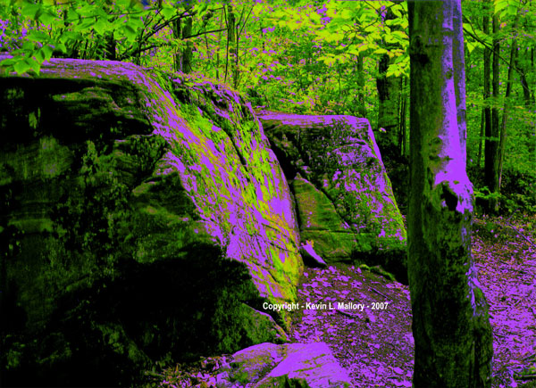 2 - Midnight Reflections in the Forest 2 - Midnight Reflections in the Forest