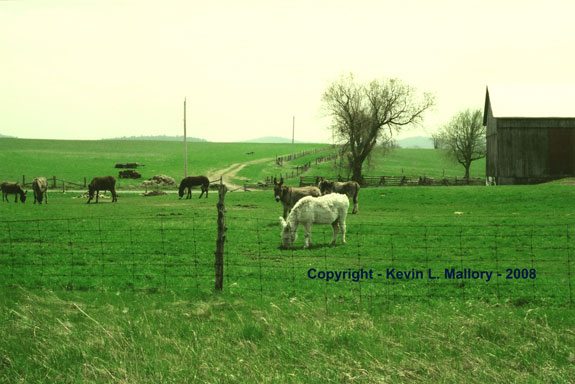 18 - A Pack of Mules on the Farm 18 - A Pack of Mules on the Farm