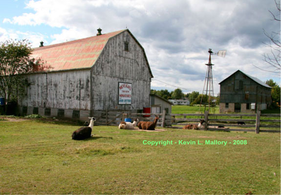18 - Illamas on the Farm - Glen Tay, Ont 18 - Illamas on the Farm - Glen Tay, Ont