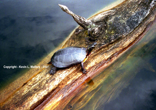 25 - I think I'll Just Catch a Few Rays...and...Procrastinate For Awhile! 25 - I think I'll Just Catch a Few Rays...and...Procrastinate For Awhile!