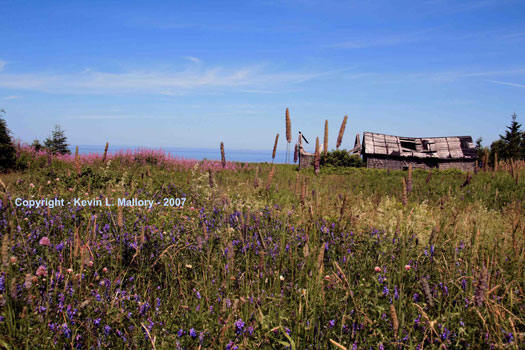 4 - Field of Flowers On the Acadian Coastline - New Brunswick 4 - Field of Flowers On the Acadian Coastline - New Brunswick
