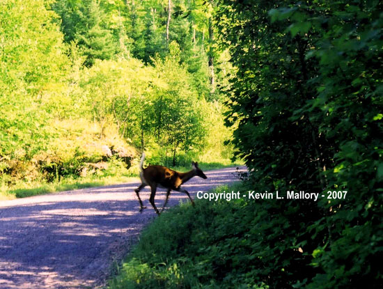 31 - Young White-Tailed Deer ( Nows My Chance! ) - near Bennett Lake, Ont 31 - Young White-Tailed Deer ( Nows My Chance! ) - near Bennett Lake, Ont