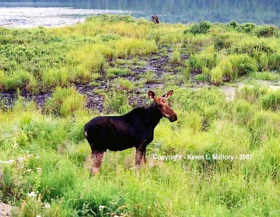 28 - Have You Ever Had the Feeling That You Were Being Watched !? - Algonquin Park, Ont 28 - Have You Ever Had the Feeling That You Were Being Watched !? - Algonquin Park, Ont