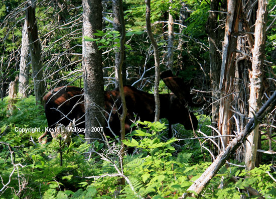 29 - To Be Sure...I'm Taking a Lichen to this Diet Afterall - Franey Mountain Trail, Cape Breton 29 - To Be Sure...I'm Taking a Lichen to this Diet Afterall - Franey Mountain Trail, Cape Breton