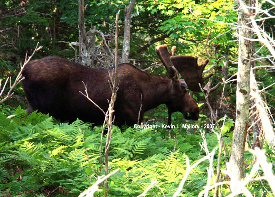 27 - The Guardian Bull Moose of Franey Mountain - Cape Breton 27 - The Guardian Bull Moose of Franey Mountain - Cape Breton