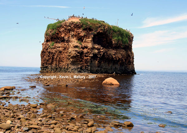 10 - A Large Comorant Bird Colony - Acadian Coast, New Brunswick 10 - A Large Comorant Bird Colony - Acadian Coast, New Brunswick