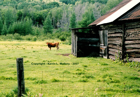 5 - A Bull Guarding His Farm Domain - near Lac Dore, Ont 5 - A Bull Guarding His Farm Domain - near Lac Dore, Ont