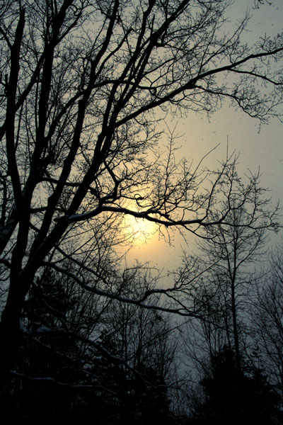 29 - A Winter's Sun Radiating Through the Trees - Scotch Corners, Ont 29 - A Winter's Sun Radiating Through the Trees - Scotch Corners, Ont
