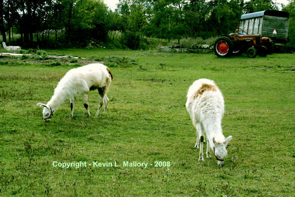 11 - Happy and Content IIlamas 11 - Happy and Content IIlamas