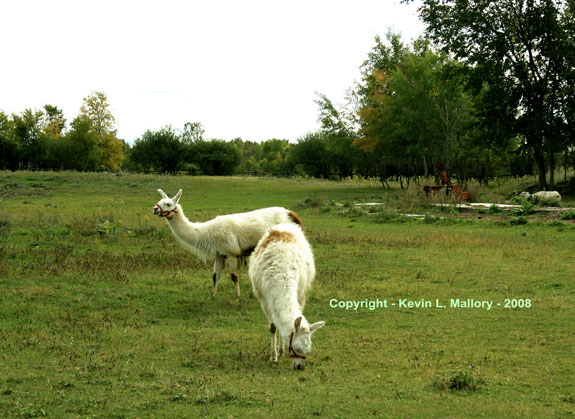 13 - Look!...Someone is Coming! 13 - Look!...Someone is Coming!