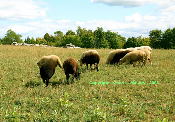 7 - Feeling Sheepish 7 - Feeling Sheepish